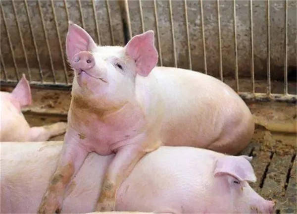 天降甘霖红花开，猪肥鸡进家畜旺打一准确生肖详细解答、解释与落实、实时解答解释落实