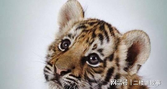 虎虎生威打一正确生肖，详细解答、详细解答解释落实